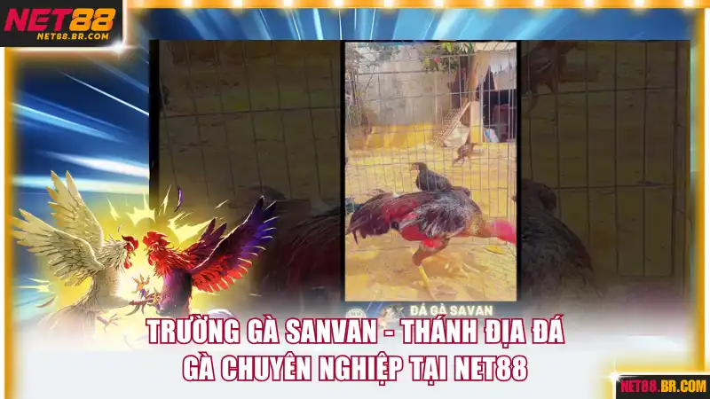 Trường gà Savan
